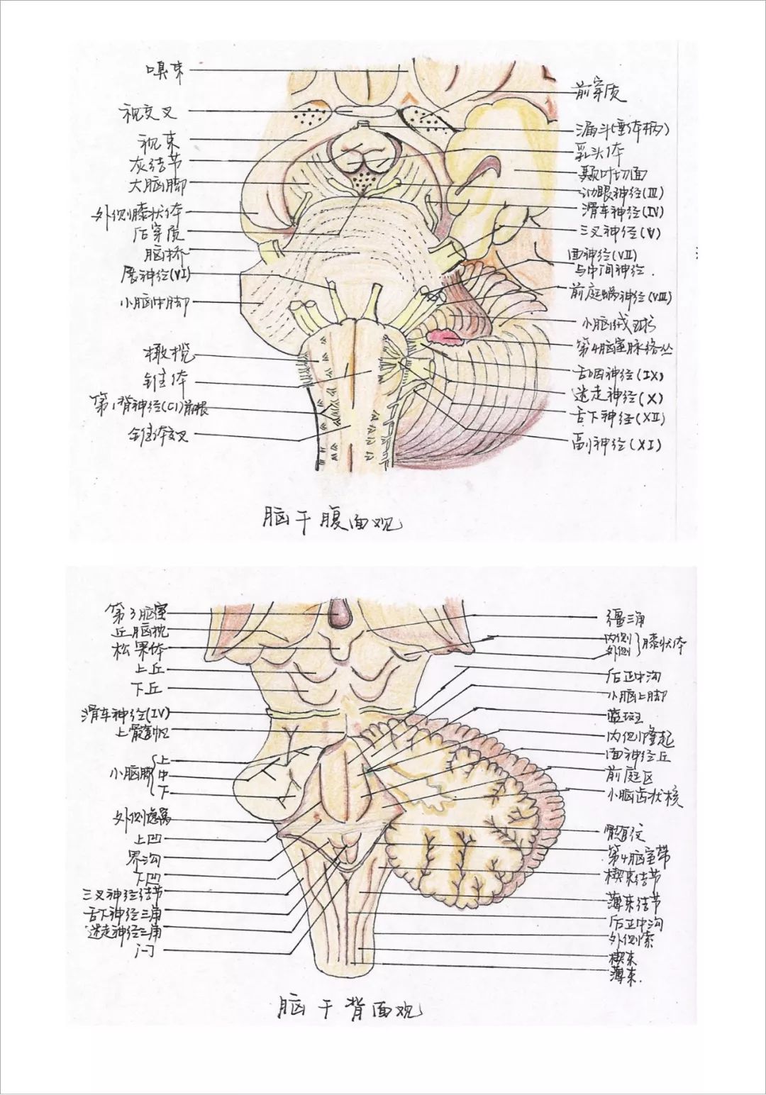 营养餐作文_营养餐的作文_关于营养餐作文600字
